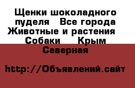 Щенки шоколадного пуделя - Все города Животные и растения » Собаки   . Крым,Северная